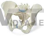 Female Pelvis Model, 3-Part